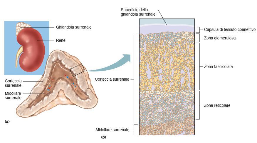 Ghiandole surrenali 18 Una ghiandola surrenale consta di una corteccia esterna e