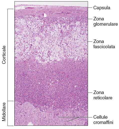 Ghiandole surrenali - Istologia