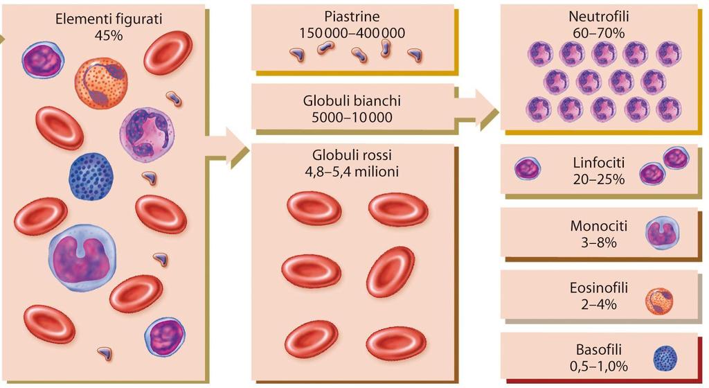 sangue 40 Docente: