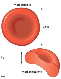I globuli rossi e i globuli bianchi 42 I globuli rossi (RBC) o