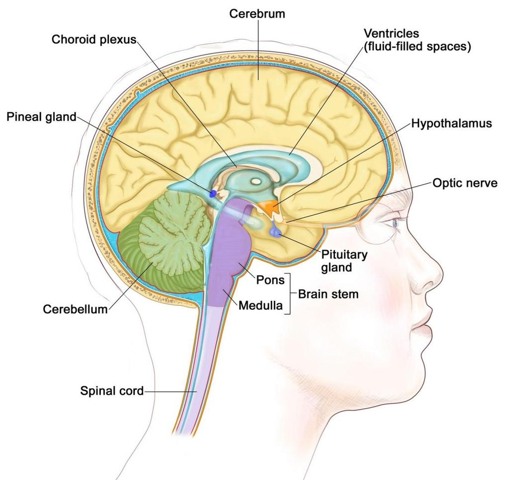 Epifisi 9 La ghiandola pineale, detta anche epifisi, è una piccola struttura endocrina posta nella parte posteriore del tetto del