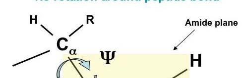 Peptide foldamers Foldamers are molecules