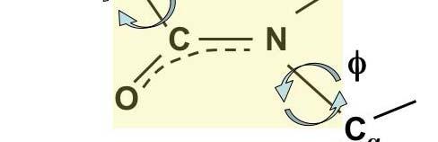 folding properties in solution. S. H.