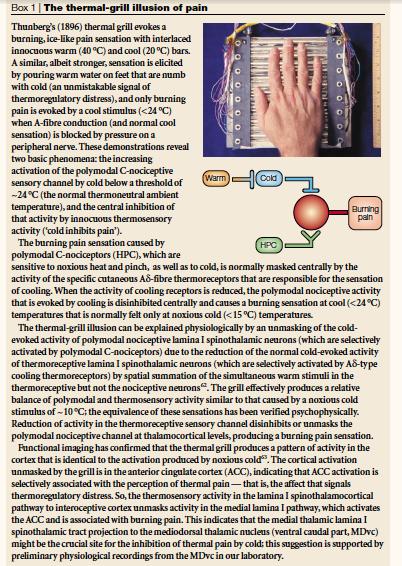 Griglia termica L illusione del dolore Fibre Aδ Fibre C