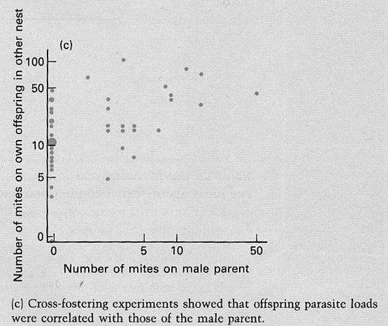 Benefici genetici Teoria del compagno sano Selezione inter-sessuale Esiste un ampia variazione tra gli individui nel numero di parassiti Hirundo rustica 3.