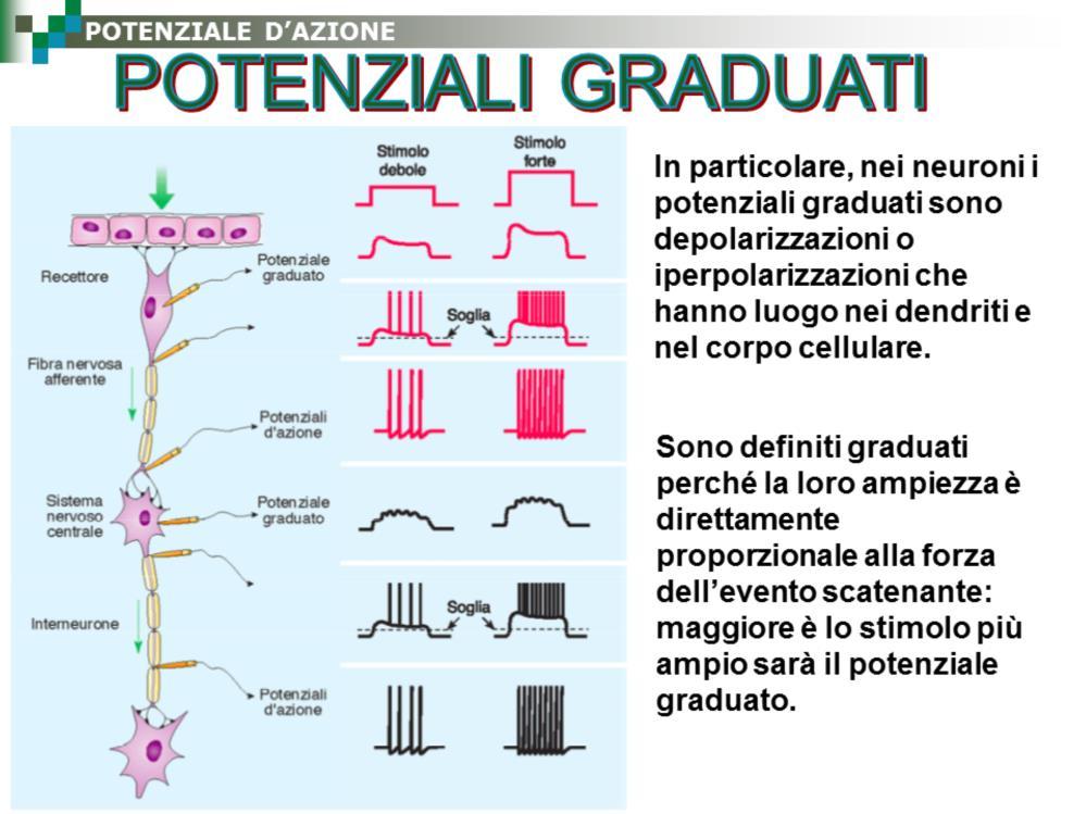 In particolare, nei neuroni i potenziali graduati sono depolarizzazioni o iperpolarizzazioni che hanno luogo nei dendriti e nel corpo cellulare o, più di rado, vicino al terminale assonico.