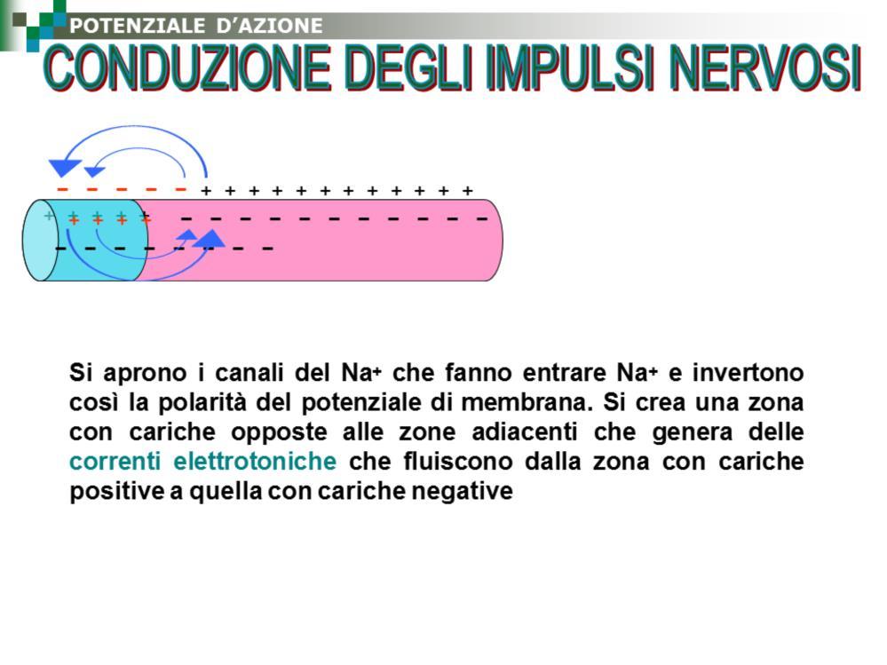 In quell area i canali del Na+ si aprono, fanno entrare Na+ e invertono così la polarità del potenziale di membrana.