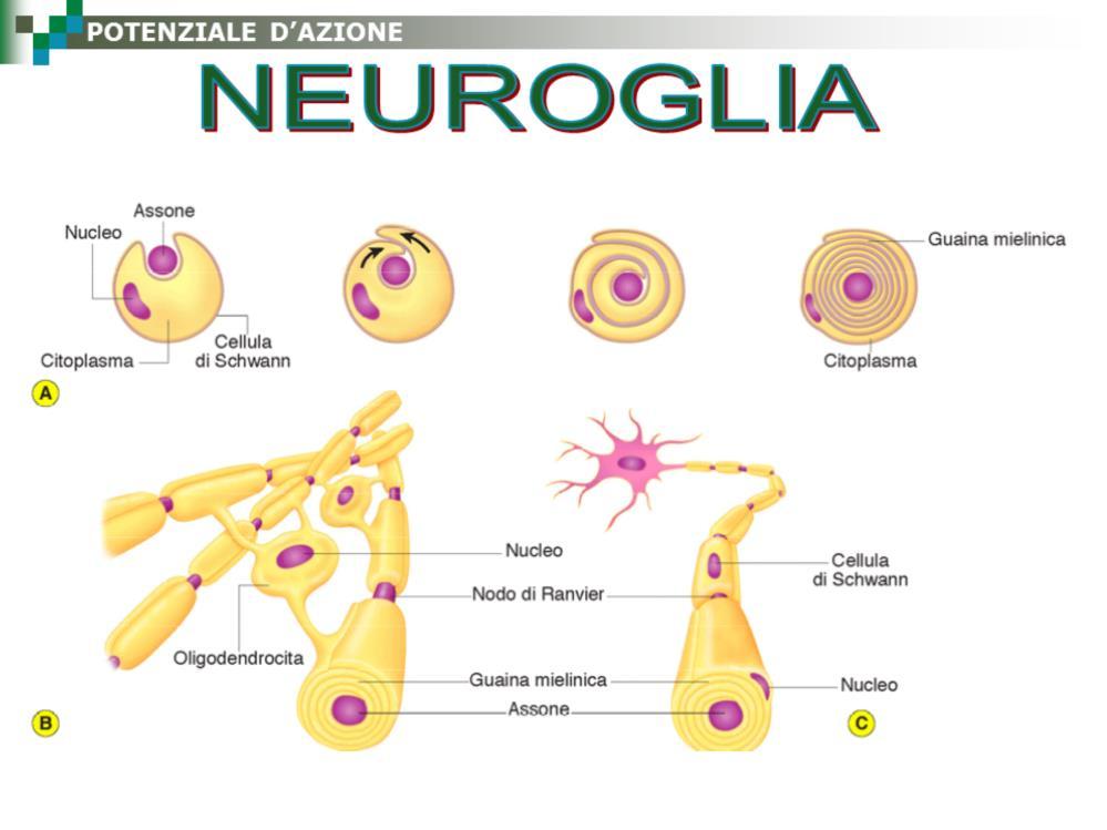 Le cellule di Schwann del snp e gli oligodendrociti del snc sostengono meccanicamente i neuroni e li isolano elettricamente formando la guaina mielinica, composta da strati multipli di membrana.