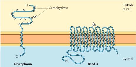 Le proteine integrali di membrana sono inserite nella membrana, di solito tramite regioni ad α elica con 20 25 aminoacidi idrofobici.