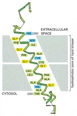 Questi domini sono separati da segmenti della catena polipeptidica che attraversano la membrana e che sono in contatto con l ambiente idrofobico del doppio strato lipidico e sono composti in gran