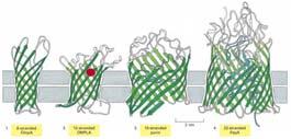 Proteine transmembrana (4) Una modalità alternativa per chè i legami peptidici del doppio strato lipidico satisfino alle esigenze di formare