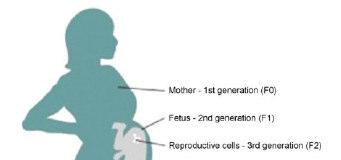 Bioaccumulazione intergenerazionale Gli effetti dell esposizione ambientale si manifestano nelle generazionifuture: anomalie congenite Molti chimici sono