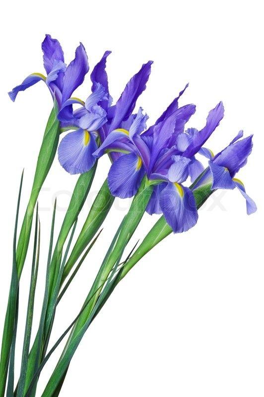 T o p a z Polvere di Iris az En - notes: Iris of Florence, Heliotrope.