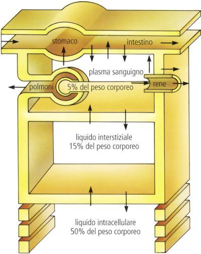 QUADRO GENERALE Compartimenti idrici dell organismo Veduta d insieme dell apparato urinario e del nefrone Ultrafiltrazione glomerulare e regolazione della sua velocità