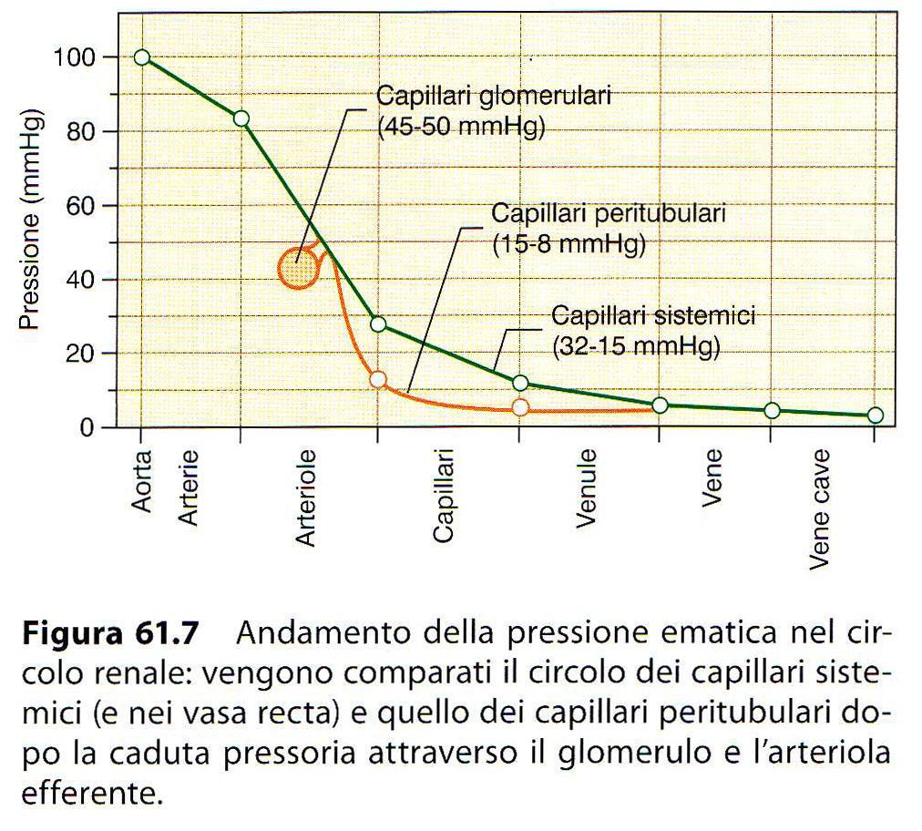 ULTRAFILTRAZIONE GLOMERULARE il capillare peritubulare è interamente riassorbente Da CONTI et