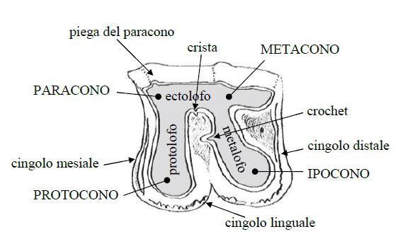 22 M. Ballatore, M. Breda, C. Peretto, U. Thun Hohenstein Figura 2. Isernia La Pineta. Rappresentazione anatomica dei resti di Stephanorhinus hundsheimensis per UUSS.