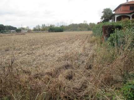 sulla sinistra. L area è caratterizzata da vegetazione infestante e ricade sui depositi alluvionali.