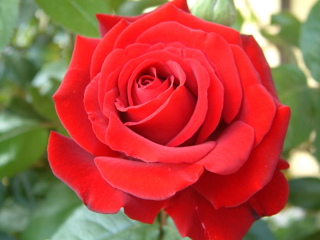 Questa rosa è rossa.
