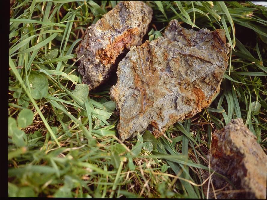 Tematica 2 Che cosa ci dice il colore Bruno scuro-> humus e sostanza organica