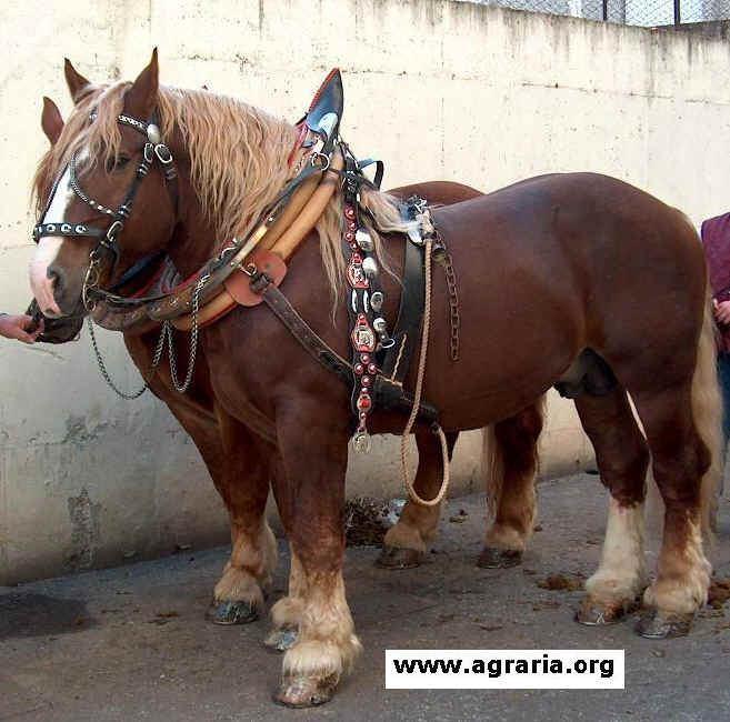 LOMBI muscolosità: si distinguono Lombi semplici: muscoli ileo-spinali all altezza dei processi spinosi Lombi doppi: muscoli ileo-spinali superano l