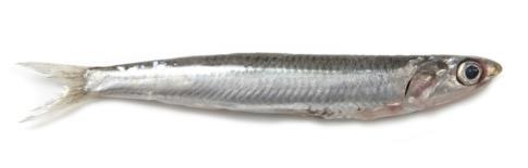 Acciuga o Alice (Engraulis ringens) Le acciughe, volgarmente note come alici, sono pesci diffusissimi nell AMP Isole Egadi.