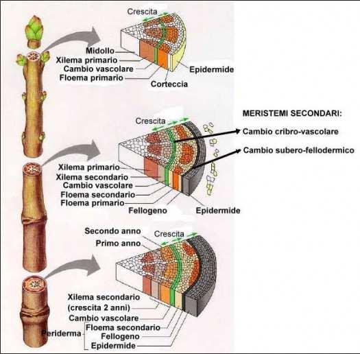 IL FUSTO-strati 1) EPIDERMIDE ricoperta da uno strato impermeabile detto CUTICOLA; 2) CORTECCIA funzione di sostegno e protezione; 3) CILINDRO CENTRALE con vasi