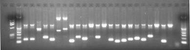 3DL3, 3DS1, 2DP1, 3DP1 Regione Centromerica R.