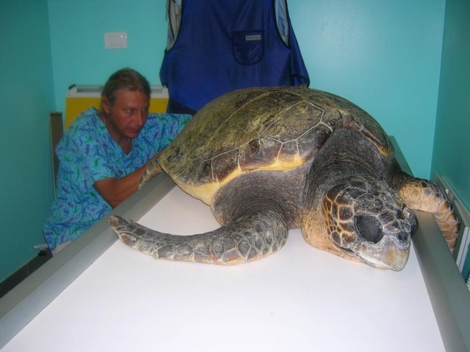 CONCLUSIONI Le cure veterinarie rappresentano solo una parte del recupero di una tartaruga marina Cosa serve: - - Personale veterinario competente