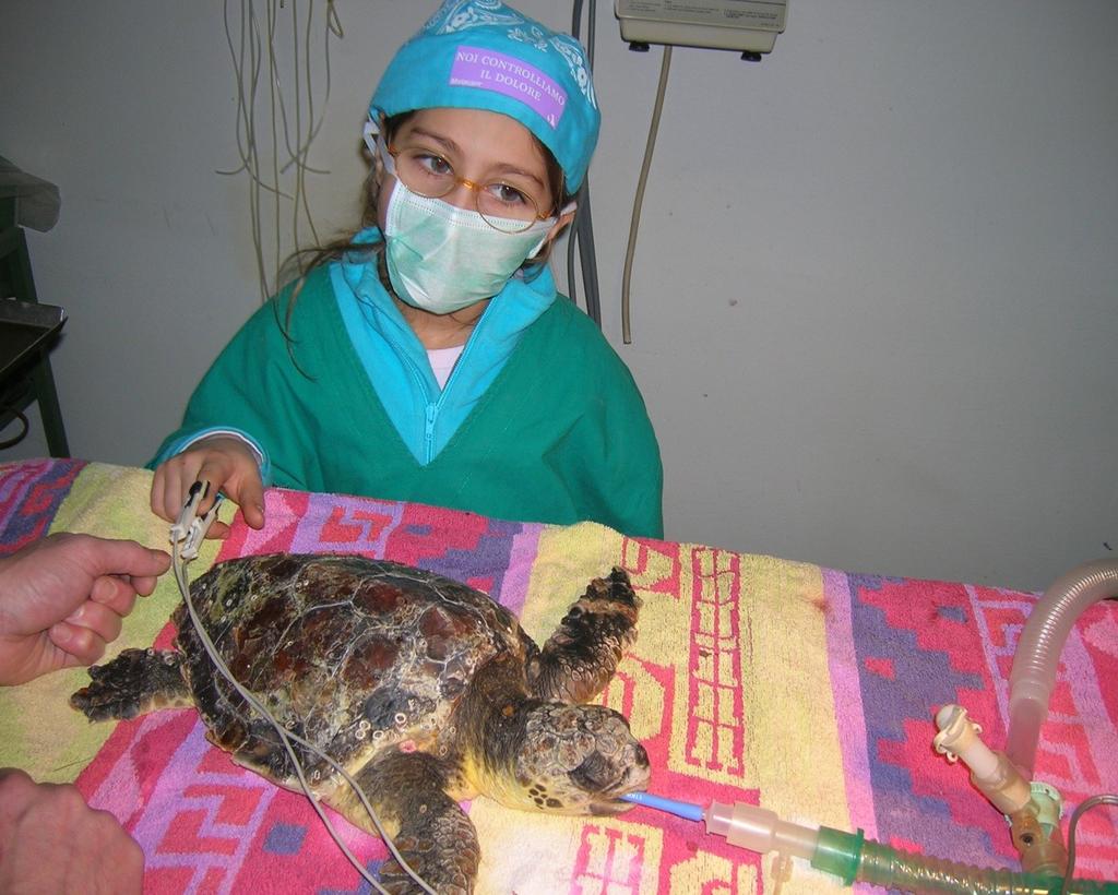 VETERINARI SI DIVENTA Conoscerne la Biologia e la Fisiologia, Conoscere la Medicina delle tartarughe e le
