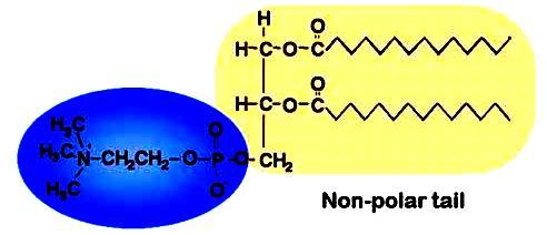 GLICEROFOSFOLIPIDI I glicerofosfolipidi detti anche fosfogliceridi derivano dal glicerolo-3-fosfato: Nei fosfogliceridi il carbonio n.
