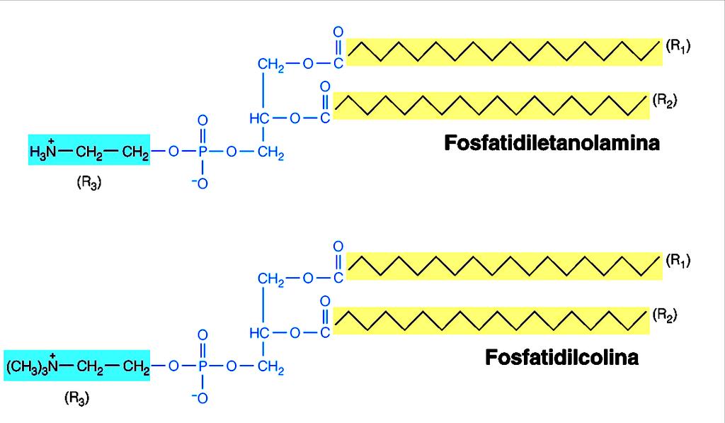 GLICEROFOSFOLIPIDI PRESENTI NELLE