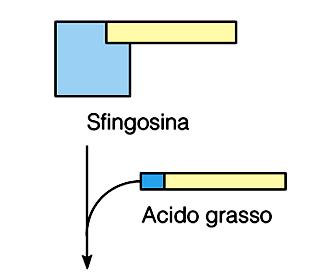 costituenti delle