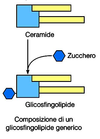 Aggiungendo direttamente all ossidrile del carbonio n.1 di un ceramide uno o più unità saccaridiche avremo la classe dei: GLICOSFINGOLIPIDI I glicosfingolipidi non contengono fosfato.