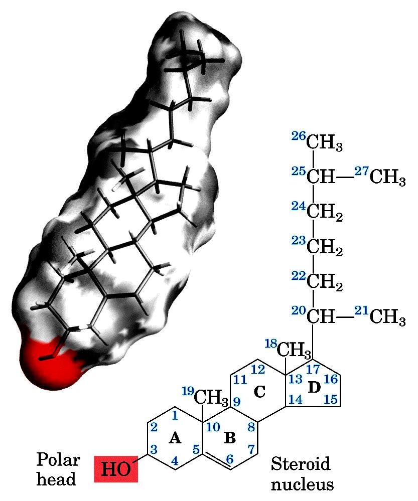 STEROIDI Vasta classe di lipidi in cui tutti presentano la stessa struttura base consistente in un sistema anulare tetraciclico, di cui tre anelli sono a 6 atomi di carbonio e uno a 5 atomi di