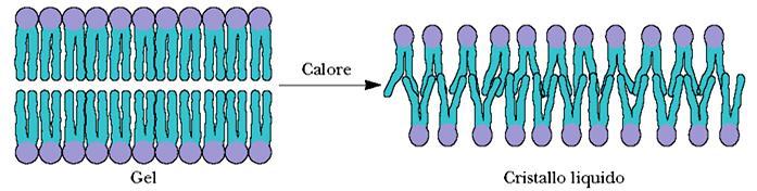 Regolazione della fluidità della membrana (ruolo del colesterolo) Il grado di fluidità di una membrana