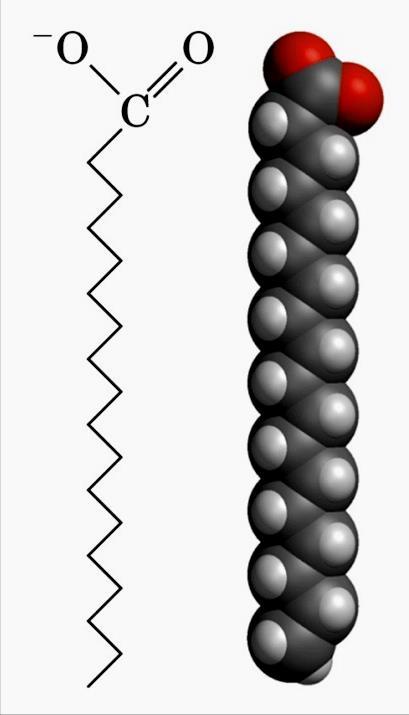 ACIDI GRASSI Sono acidi carbossilici a lunga catena che si trovano in varie cellule e tessuti, e derivanti dall idrolisi di grassi animali, oli vegetali o fosfolipidi di