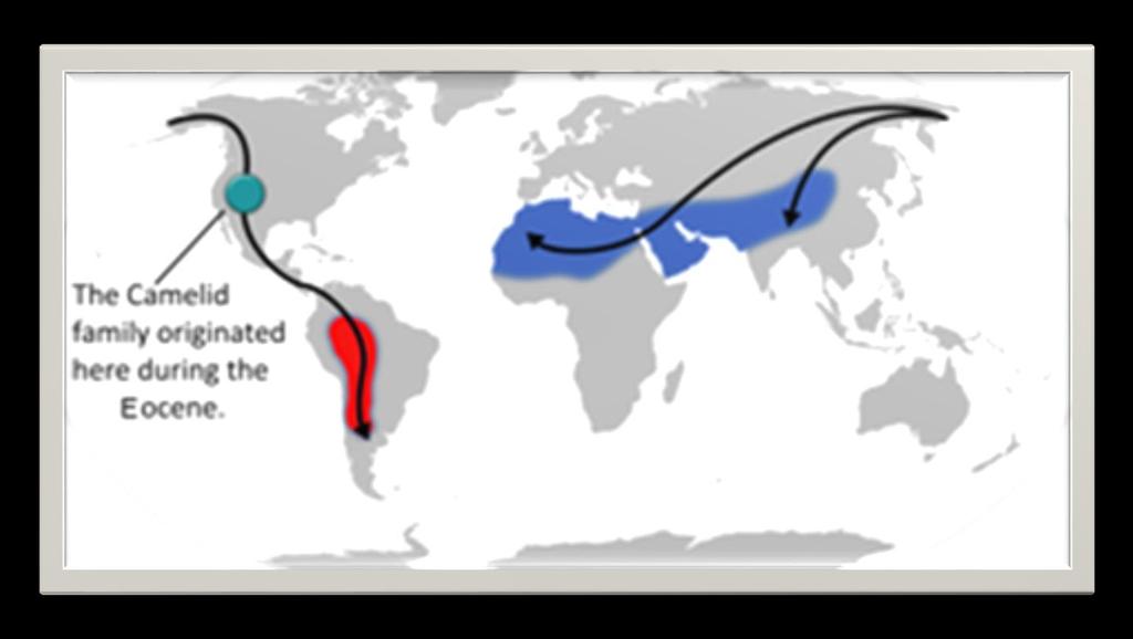 DISTRIBUZIONE GEOGRAFICA