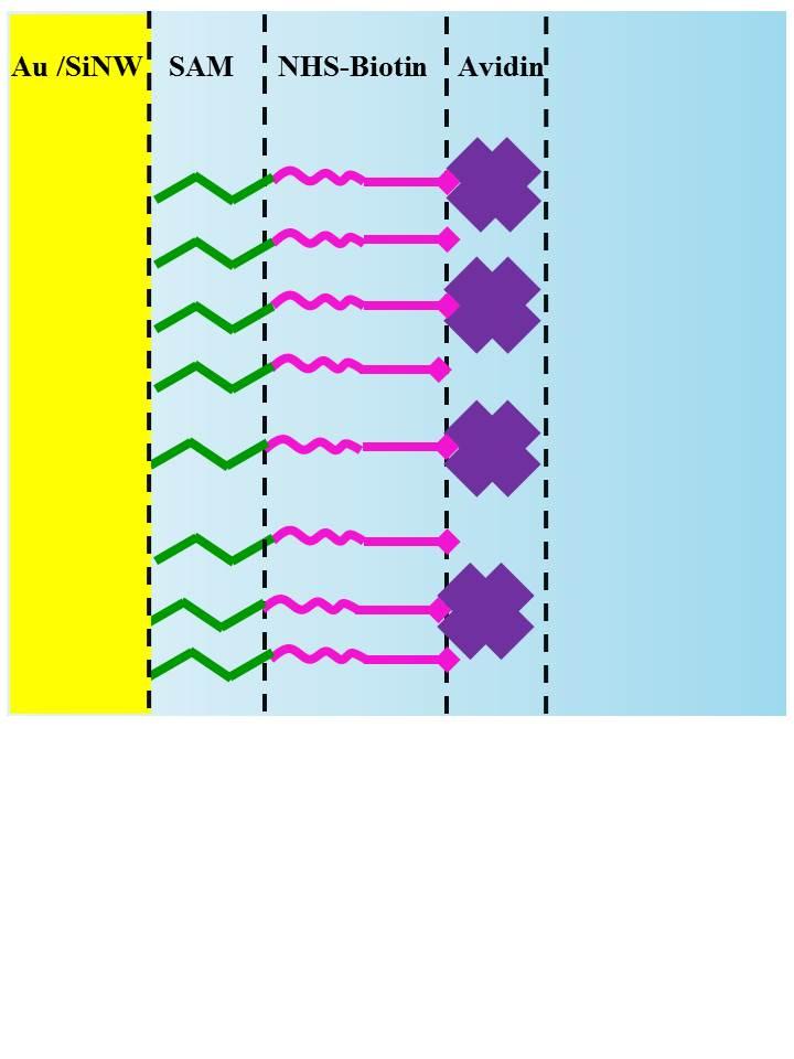 ISC-IMM: Biosensors SERS