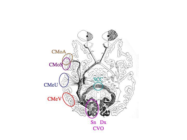 Diagramma anatomo-funzionale di Dejerine CVO = Centri visivi occipitali SCC = Splenio del corpo calloso CMeV = Centro della memoria visiva [giro angolare sinistro] CMeU = Centro della memoria uditiva