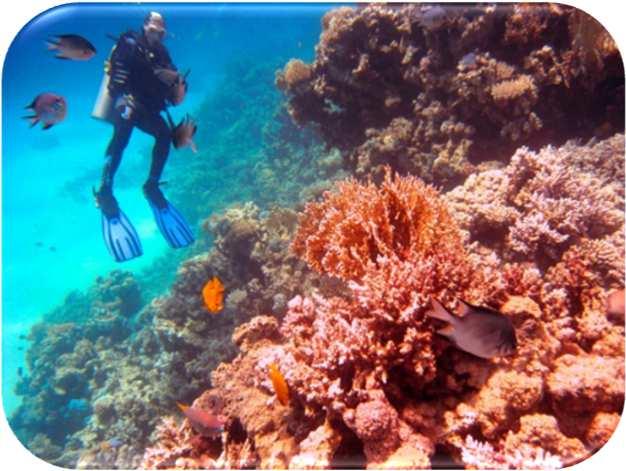 Surf*: essendo in una posizione ideale, Club Med offre la possibilità di surfare nelle acque paradisiache delle Maldive in diversi spot, come Ninja-Break, Chickens, Cokes, Sultans,