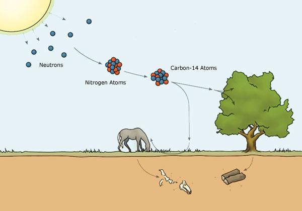 CICLO DEL CARBONIO-14 Il carbonio-14 presente in atmosfera è rapidamente ossidato in ed entra nelle piante attraverso la fotosintesi e negli animali attraverso la catena alimentare.