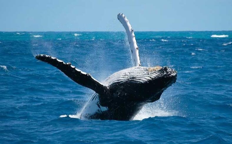 animali autoctoni, i quali sono presenti anche sulle isole Galapagos.