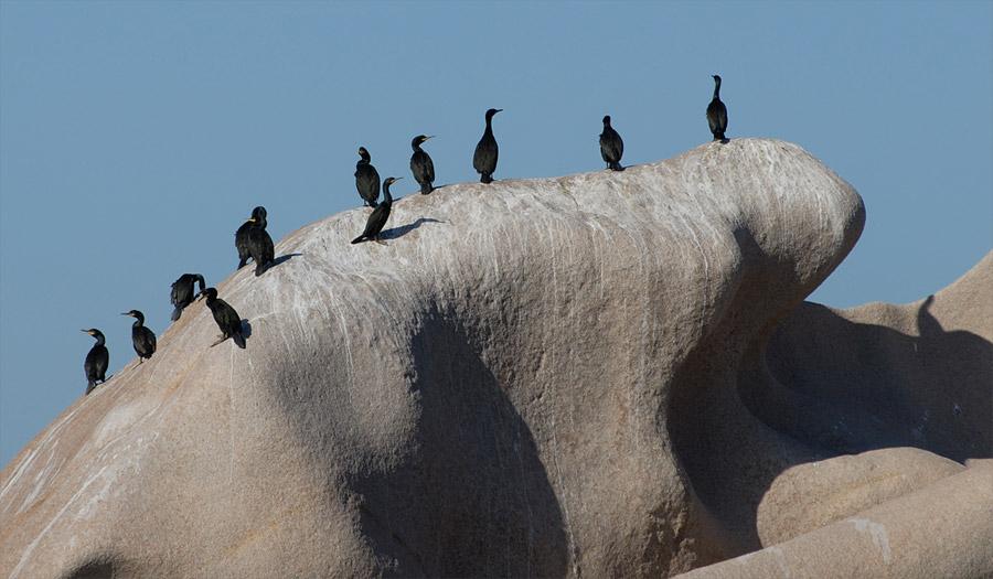 Introduzione: il report di progetto qui presentato si riferisce alla seconda annualità finanziata di un percorso triennale di monitoraggio dell avifauna marina dell Area Marina Protetta di Tavolara