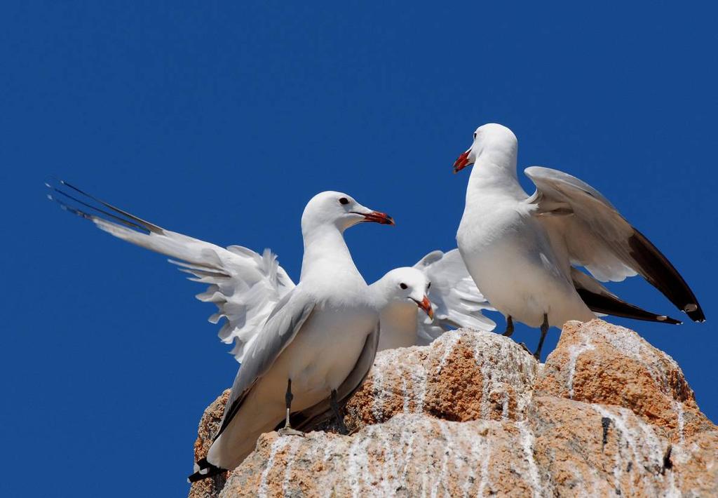 Una coppia di gabbiani corsi sull isola di Molara Già nel precedente progetto di monitoraggio, coordinato dai tecnici dell INFS, attualmente ISPRA, le attenzioni principali sono state rivolte alla