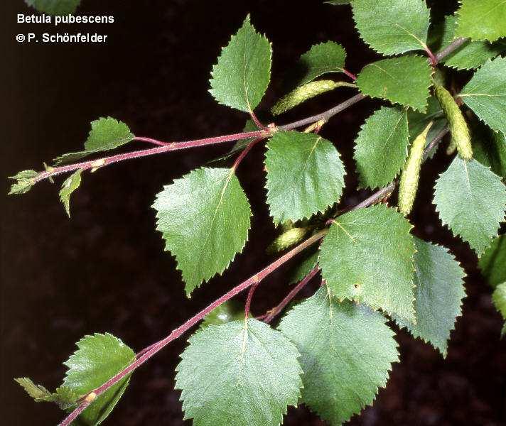 Fig. 1 Betula BETULACEAE 4,5 4 3,5 3 2,5 2 1,5 1,5