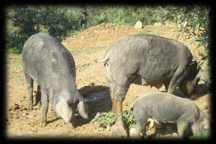 Il Nero di Calabria Biologico Cenni Storici All inizio dell Ottocento era già nota l usanza calabrese di allevare i maiali.