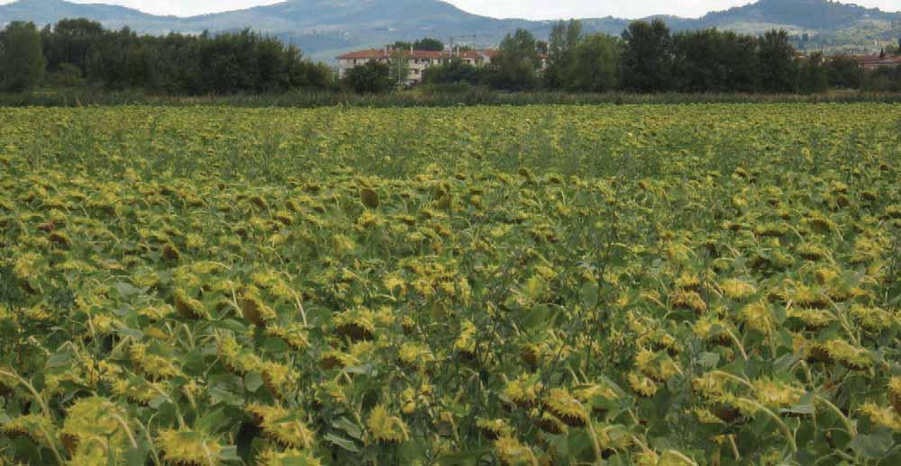 Tutto è paesaggio.