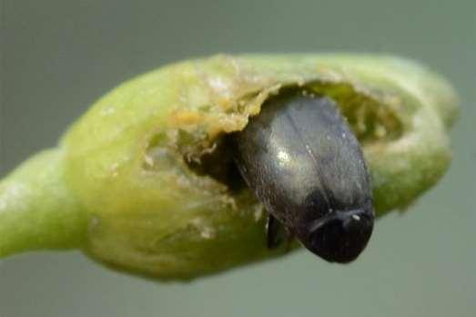 IL MELIGETE (Meligethes aenus) Le larve nascono quando inizia la fioritura La larva resta nel bottone fiorale e si nutre del polline.