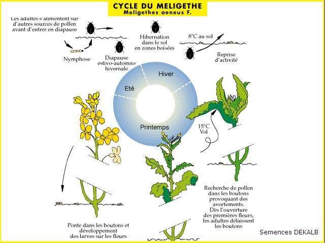 Gli adulti si alimentano su altre sorgenti di polline prima di entrare in diapausa Ninfosi CICLO BIOLOGICO DEL MELIGETE Diapausa fino a primavera Estate Svernamento nel suolo e nella vegetazione