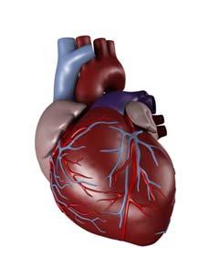 Burden of disease del diabete Il diabete è uno stato patologico cronico che può presentarsi in varie forme, la principale è il Diabete Mellito (DM), caratterizzato da un